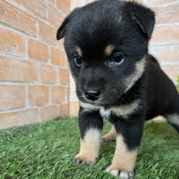柴犬(標準サイズ)【岩手県・女の子・2024年5月18日・黒】の写真「ワクチン接種済」