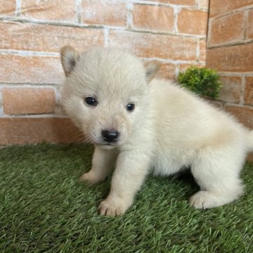 北海道犬【岩手県・男の子・2024年5月18日・白】の写真「ワクチン接種済」