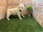 北海道犬【岩手県・女の子・2024年3月31日・白】の写真2