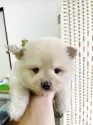ポメラニアン【埼玉県・男の子・2025年9月3日・クリームカラー】の写真10