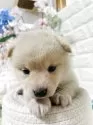 柴犬(標準サイズ)【埼玉県・女の子・2025年6月8日・白】の写真10