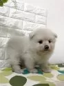 ポメラニアン【埼玉県・男の子・2025年9月10日・ホワイト】の写真10