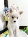 ミックス(チワワ×柴犬)【埼玉県・男の子・2025年6月1日・白】の写真8