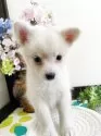 ミックス(チワワ×柴犬)【埼玉県・男の子・2025年6月1日・白】の写真9
