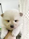 ポメラニアン【埼玉県・男の子・2025年9月3日・クリームカラー】の写真11