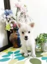 ミックス(チワワ×柴犬)【埼玉県・男の子・2025年6月1日・白】の写真10