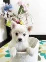 ミックス(チワワ×柴犬)【埼玉県・男の子・2025年6月1日・白】の写真11