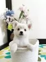 ミックス(チワワ×柴犬)【埼玉県・男の子・2025年6月1日・白】の写真12