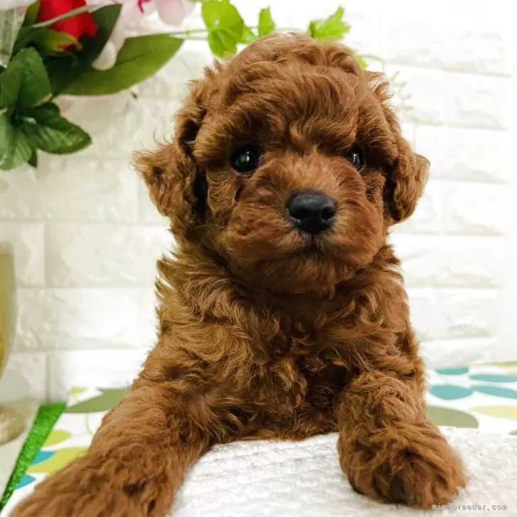 トイプードル(トイ)【埼玉県・女の子・2025年9月15日・レッド】の写真1「体重720グラム、毛量たっぷり」