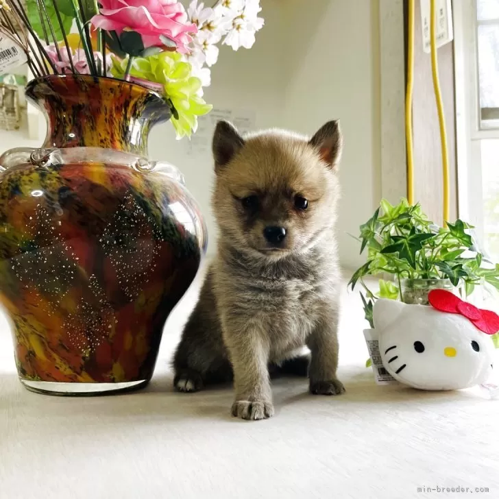 くみ 様のお迎えした子犬