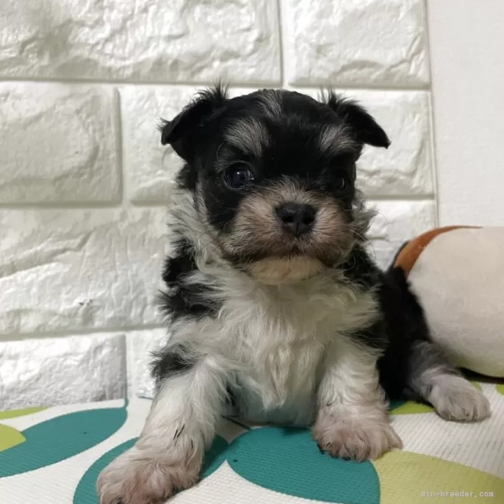 ID：2510-07542の子犬