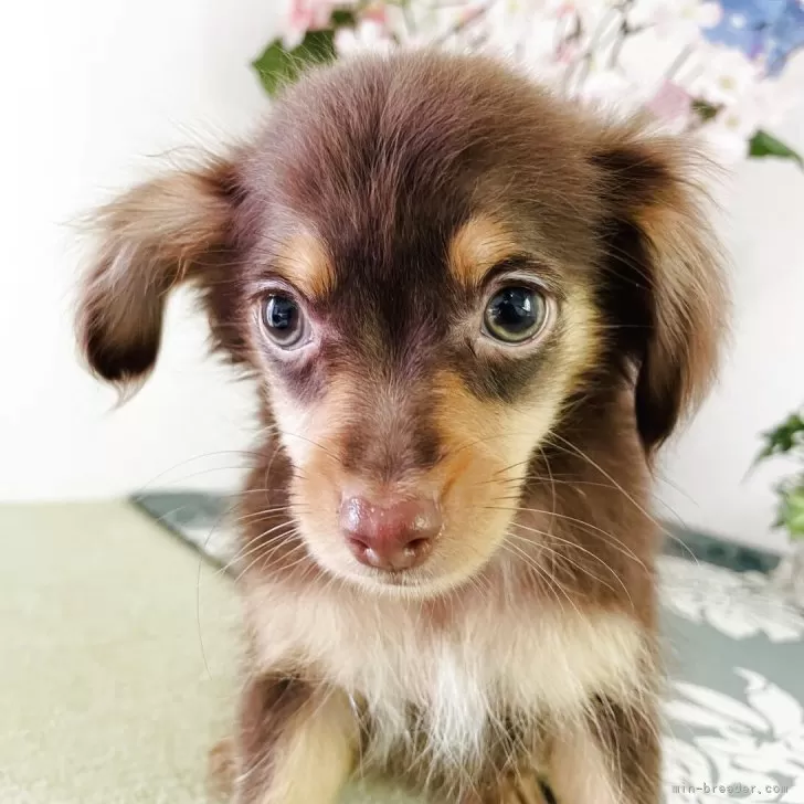 はるママ 様のお迎えした子犬