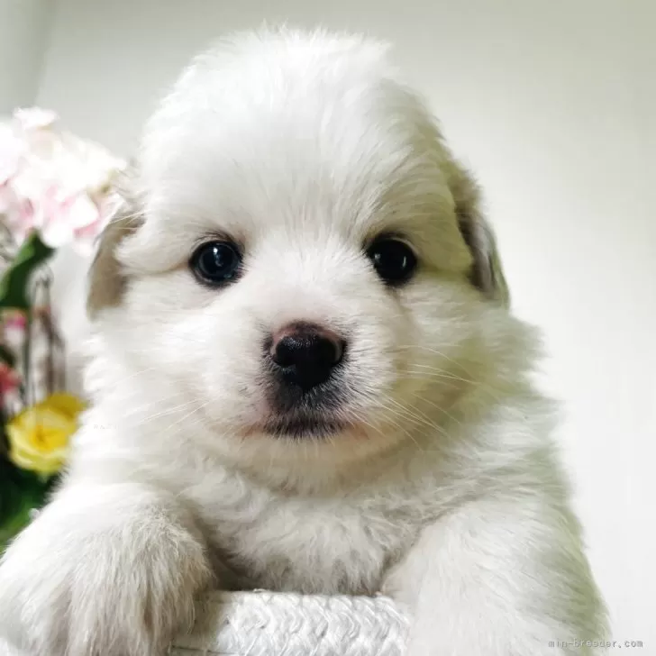 ID：2510-06058の子犬