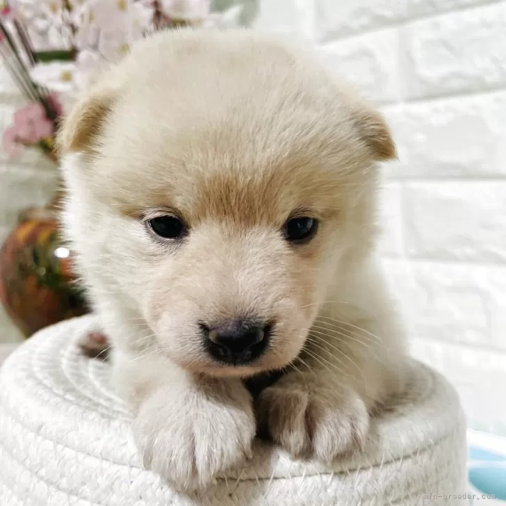 柴犬(標準サイズ)【埼玉県・女の子・2025年6月8日・白】の写真1「980グラム、小さく手かわいい」