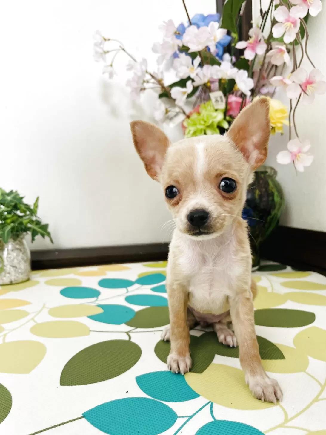 ID：2507-05117の子犬