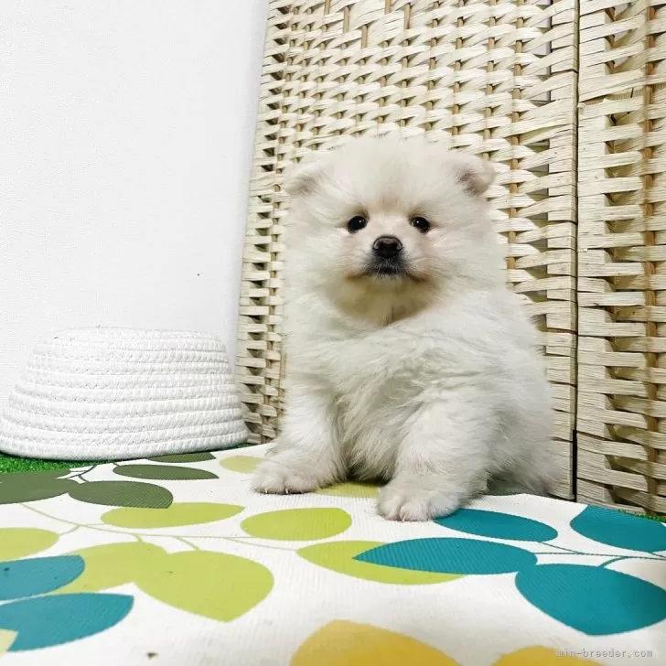 ID：2511-02824の子犬