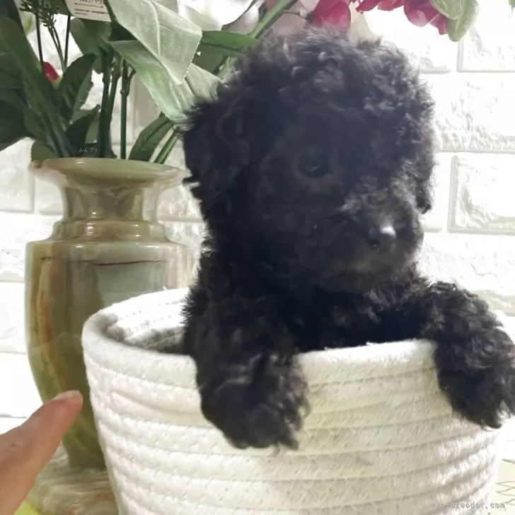 ID:2508-06157の子犬