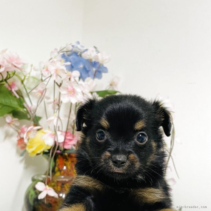 ブリーダー画像