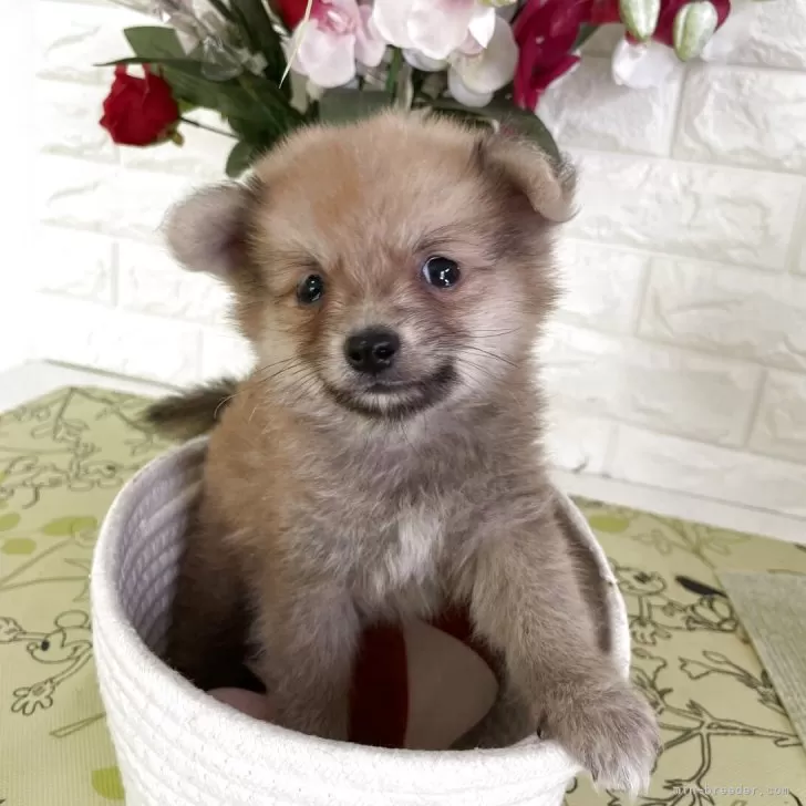 カツさん 様のお迎えした子犬
