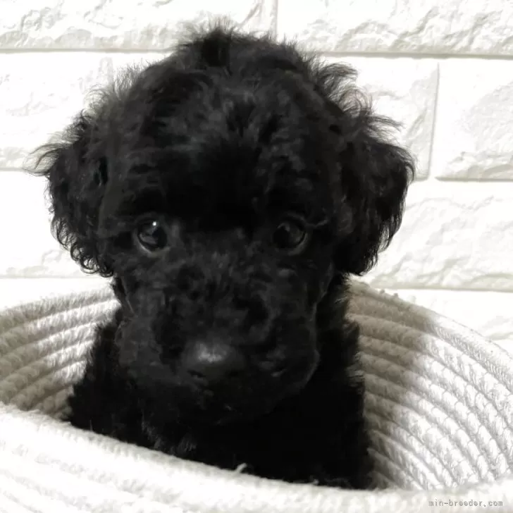 トイプードル(トイ)【埼玉県・女の子・2025年9月28日・アプリコット】の写真1「体重800グラム」