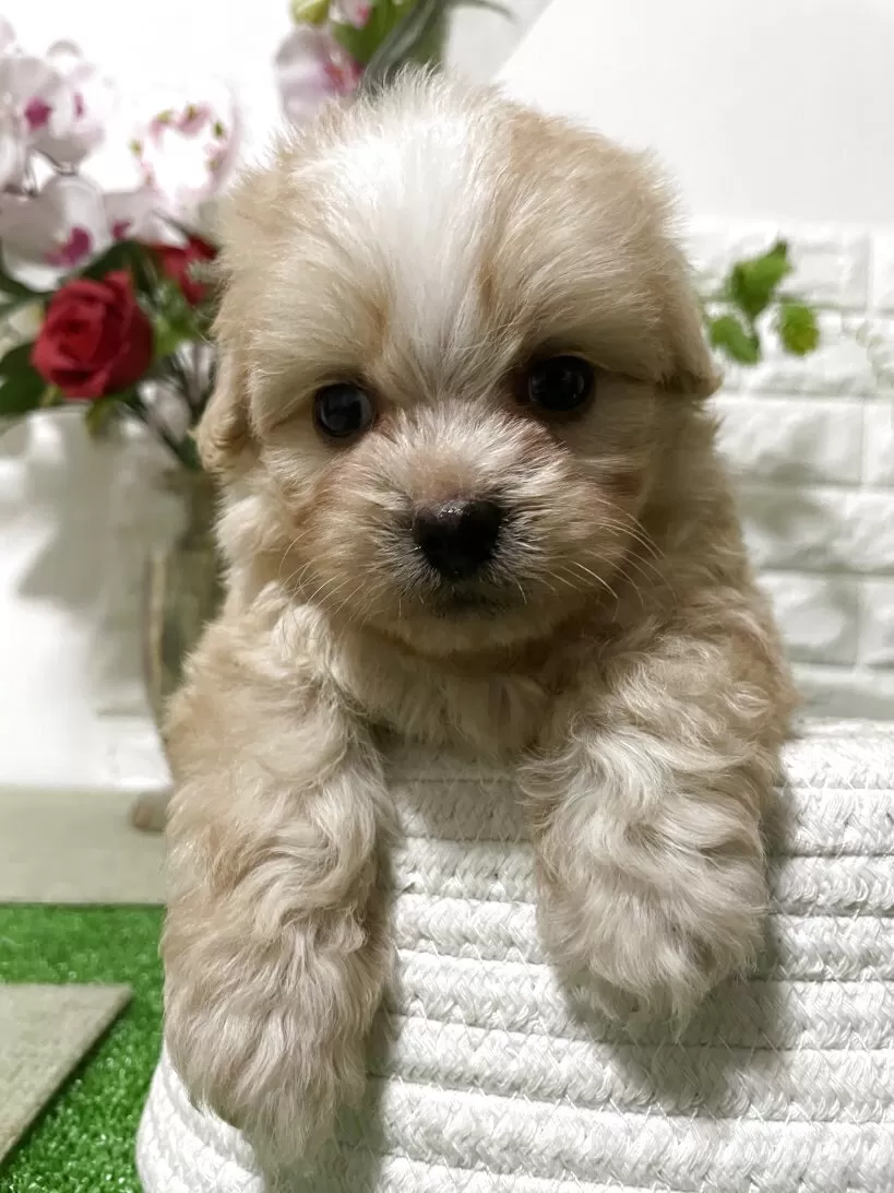 ペキプー(トイプードル×ペキニーズ)【埼玉県・男の子・2025年9月10日・アプリコット】の写真1「体重800グラム」