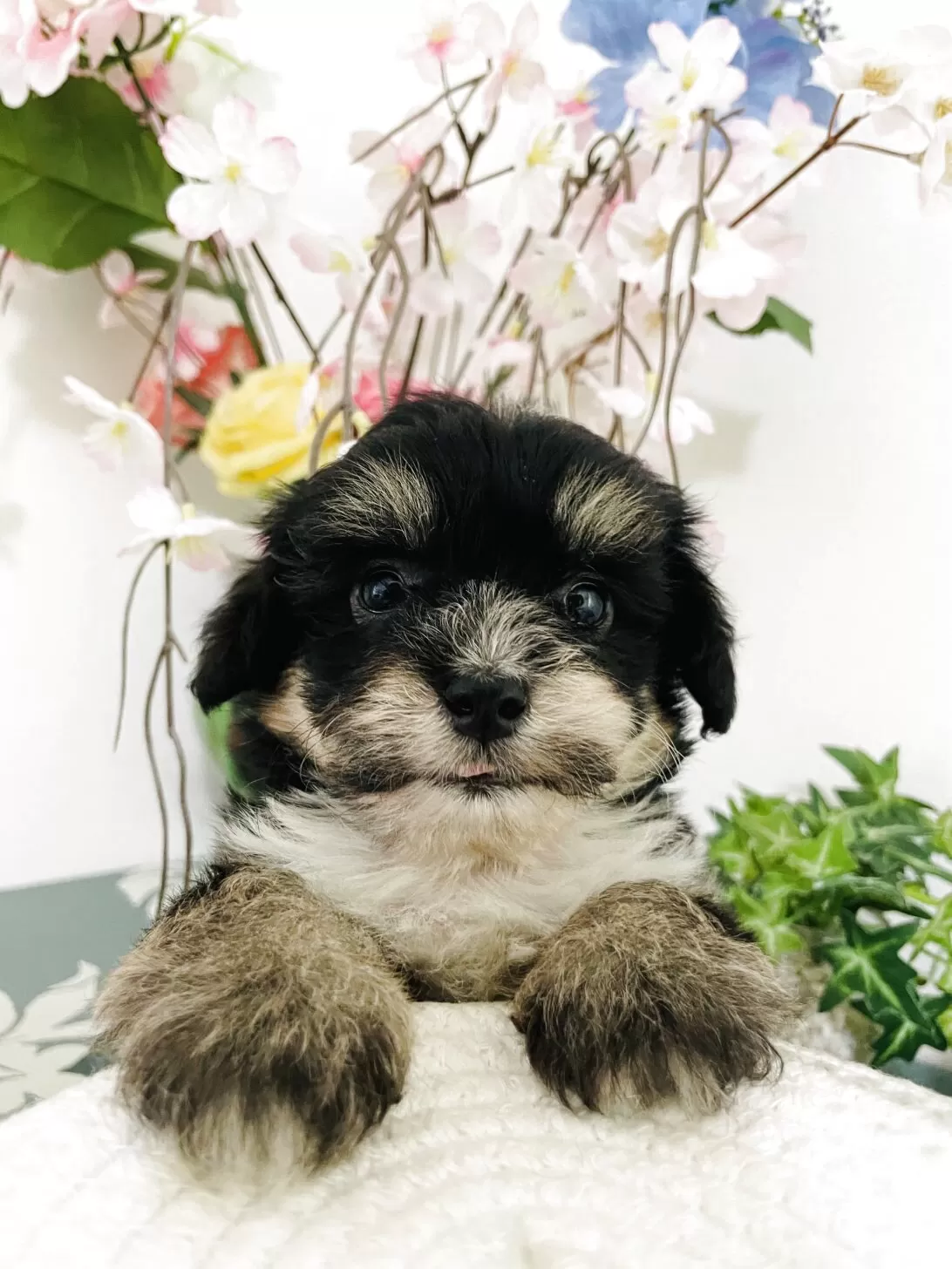 ID：2510-00261の子犬