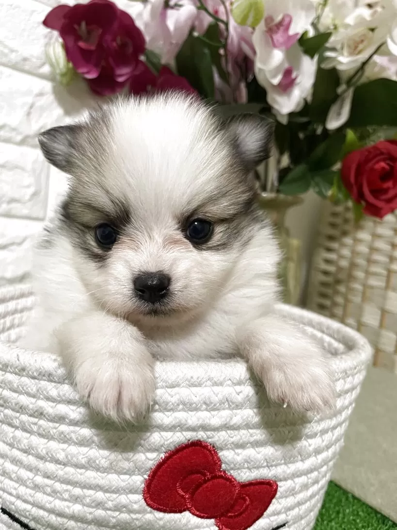 ポメチワ(チワワ×ポメラニアン)【埼玉県・男の子・2025年10月3日・パーティ】の写真1「体重700グラム」