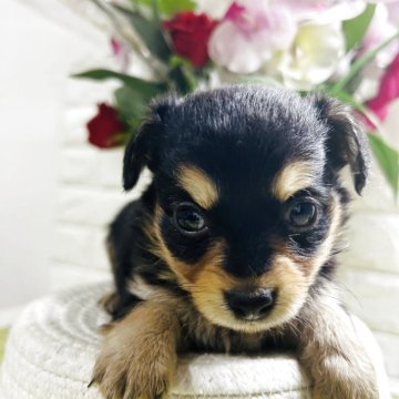 チワックス(チワワ×ダックスフンド)【埼玉県・男の子・2025年6月23日・ブラックタン】の写真「甘え坊」