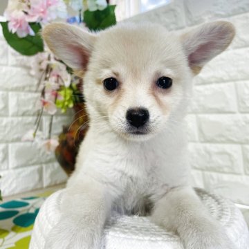 ミックス(チワワ×柴犬)【埼玉県・女の子・2025年5月13日・白】の写真「無駄吠えなし、穏やかな性格、かわいい」