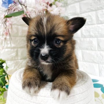 ミックス(ポメラニアン×パピヨン)【埼玉県・男の子・2025年6月8日・ブラウン/ホワイト】の写真「ポメラニアンとパピヨン、２つ種類🐕を楽しめます」