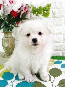 ポメ柴(柴犬×ポメラニアン)【埼玉県・男の子・2025年9月12日・ホワイトカラー】の写真「豆柴とポメラニアン、大変人気ミックス子犬」