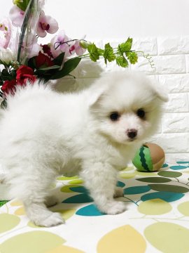 ポメラニアン【埼玉県・女の子・2025年9月10日・ホワイト】の写真「全て込み込み価格」