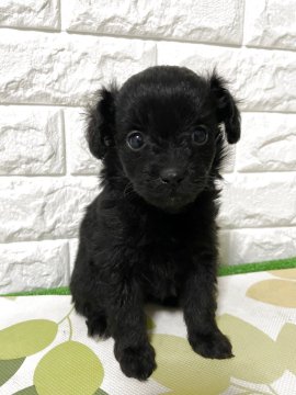 チワプー(チワワ×トイプードル)【埼玉県・男の子・2025年9月28日・アプリコット】の写真「込み込み価格
人気ミックス」