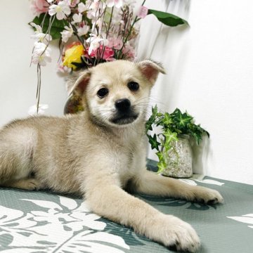ミックス(チワワ×柴犬)【埼玉県・男の子・2025年7月18日・胡麻色】の写真「人気ミックス子犬、胡麻色」