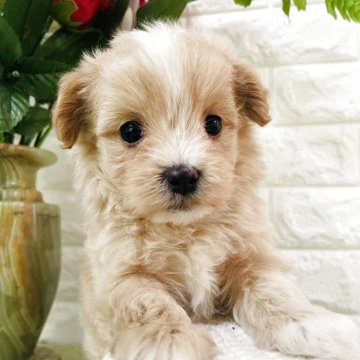 マルプー(マルチーズ×トイプードル)【埼玉県・男の子・2025年9月15日・アプリコット】の写真「人気マルプー
込み込み価格」