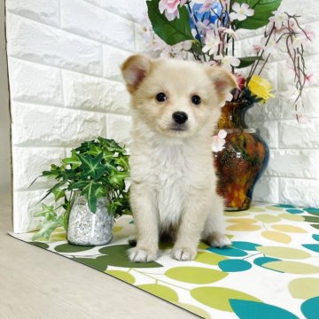 ミックス(チワワ×柴犬)【埼玉県・男の子・2025年5月16日・クリーム】の写真「甘え坊、人気チワワと豆柴ミックス子犬」