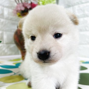 柴犬(標準サイズ)【埼玉県・女の子・2025年6月8日・白】の写真「非常に可愛い、甘え坊」