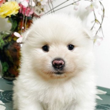 ポメラニアン【埼玉県・男の子・2025年9月3日・ホワイト】の写真「毛量たっぷり、立ち耳、小さい」