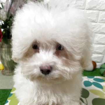 ミックス(マルチーズ×ビションフリーゼ)【埼玉県・男の子・2025年8月20日・ホワイト】の写真「無駄吠えなし、大人しくて可愛い」