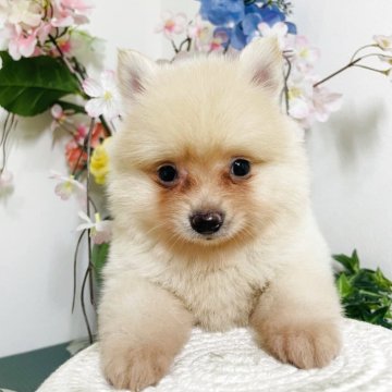 ポメラニアン【埼玉県・男の子・2025年8月12日・ホワイト】の写真「無駄吠えなし、穏やかな性格」