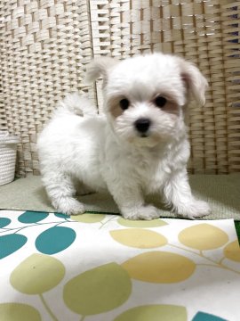 チワマル(チワワ×マルチーズ)【埼玉県・女の子・2025年9月10日・ホワイト/クリームカラー】の写真「無駄吠えなし、大人しくて可愛い」