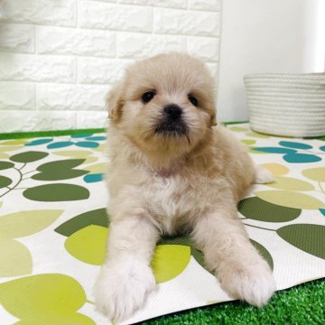 ミックス(ポメラニアン×ペキニーズ)【埼玉県・男の子・2025年9月18日・クリーム】の写真「込み込み価格」