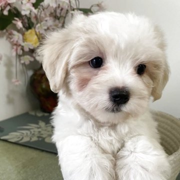 チワマル(チワワ×マルチーズ)【埼玉県・男の子・2025年9月12日・ホワイト/クリーム】の写真「無駄吠えなし、穏やかな性格」