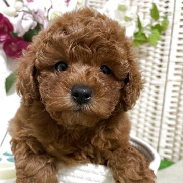 トイプードル(トイ)【埼玉県・女の子・2025年9月28日・アプリコット】の写真「無駄吠えなく穏やかな性格」