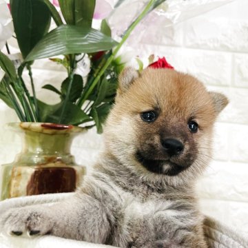 柴犬(豆柴)【埼玉県・女の子・2025年7月26日・赤色】の写真「飼い主に忠実で、賢い性格、非常に可愛い」