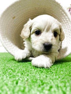 マルプー(マルチーズ×トイプードル)【埼玉県・男の子・2025年10月3日・クリーム】の写真「込み込み価格
非常に可愛い」