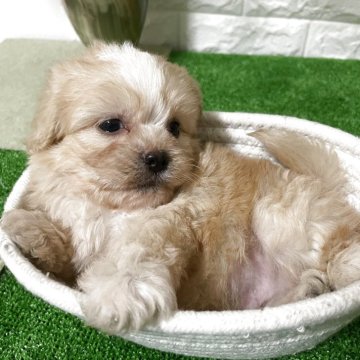 【埼玉県・男の子・2025年9月8日・アプリコット】の写真「全て込み込み価格です。」