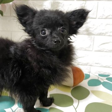 チワプー(チワワ×トイプードル)【埼玉県・女の子・2025年8月1日・ブラック】の写真「無駄吠えなし、体格安定、躾済み」