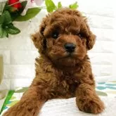 トイプードル(トイ)