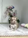 チワワ(ロング)